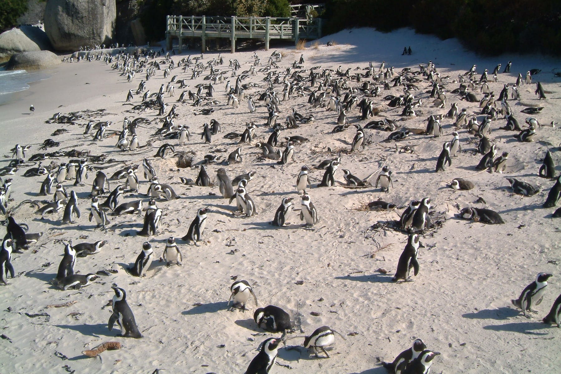 Colônia de pinguins africanos em Boulders Beach