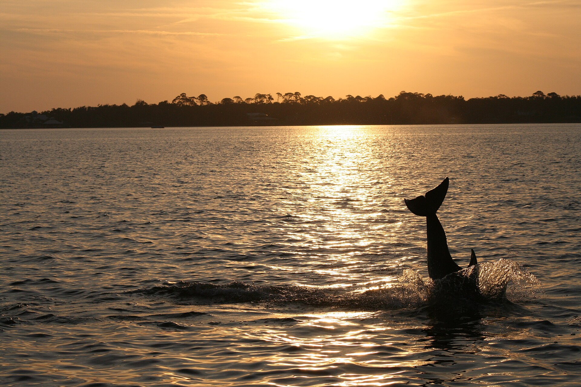 Barco em passeio ao por do sol em Orange Beach, Alabama