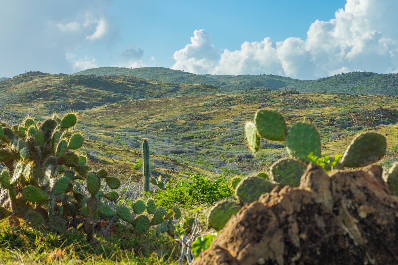 Cactos e paisagem árida no Parque Nacional Arikok