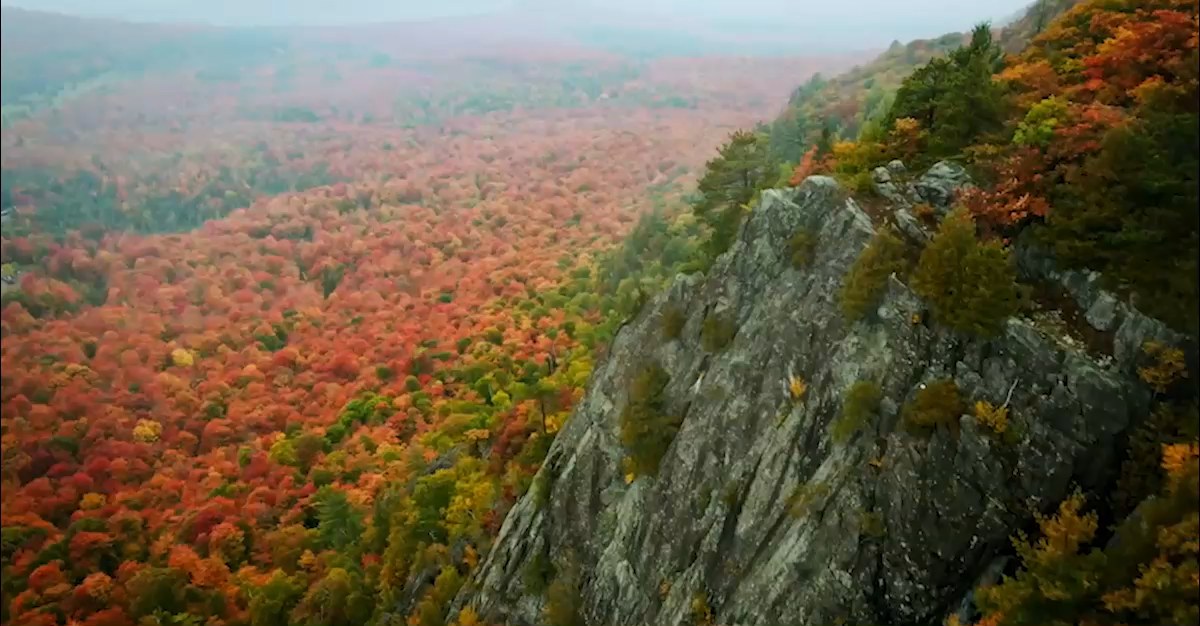 Floresta com cores de outono em Ontário