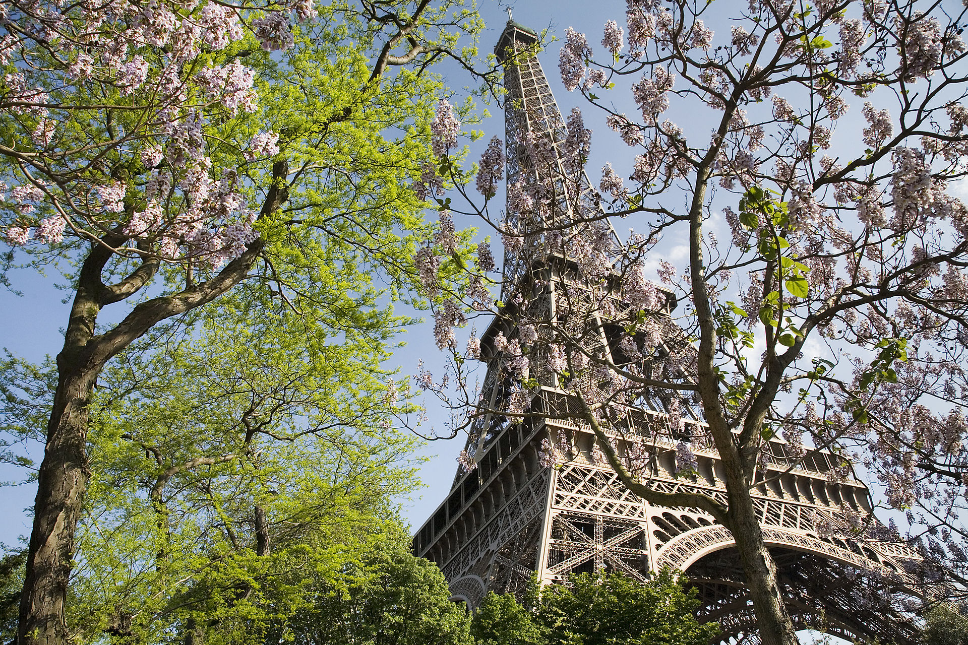 Torre Eiffel cercada por arvores em Paris