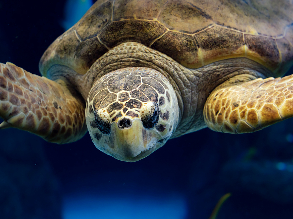 Tartaruga marinha nadando no The Florida Aquarium em Tampa