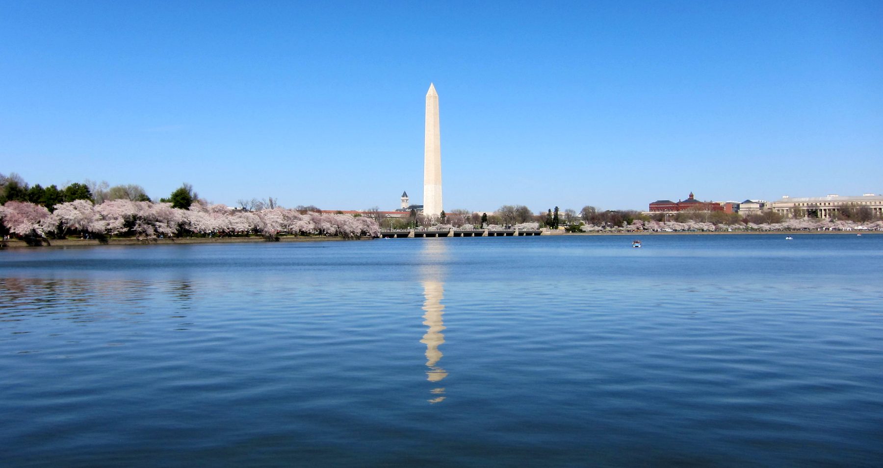 Tidal Basin com cerejeiras em flor e o Monumento a Washington